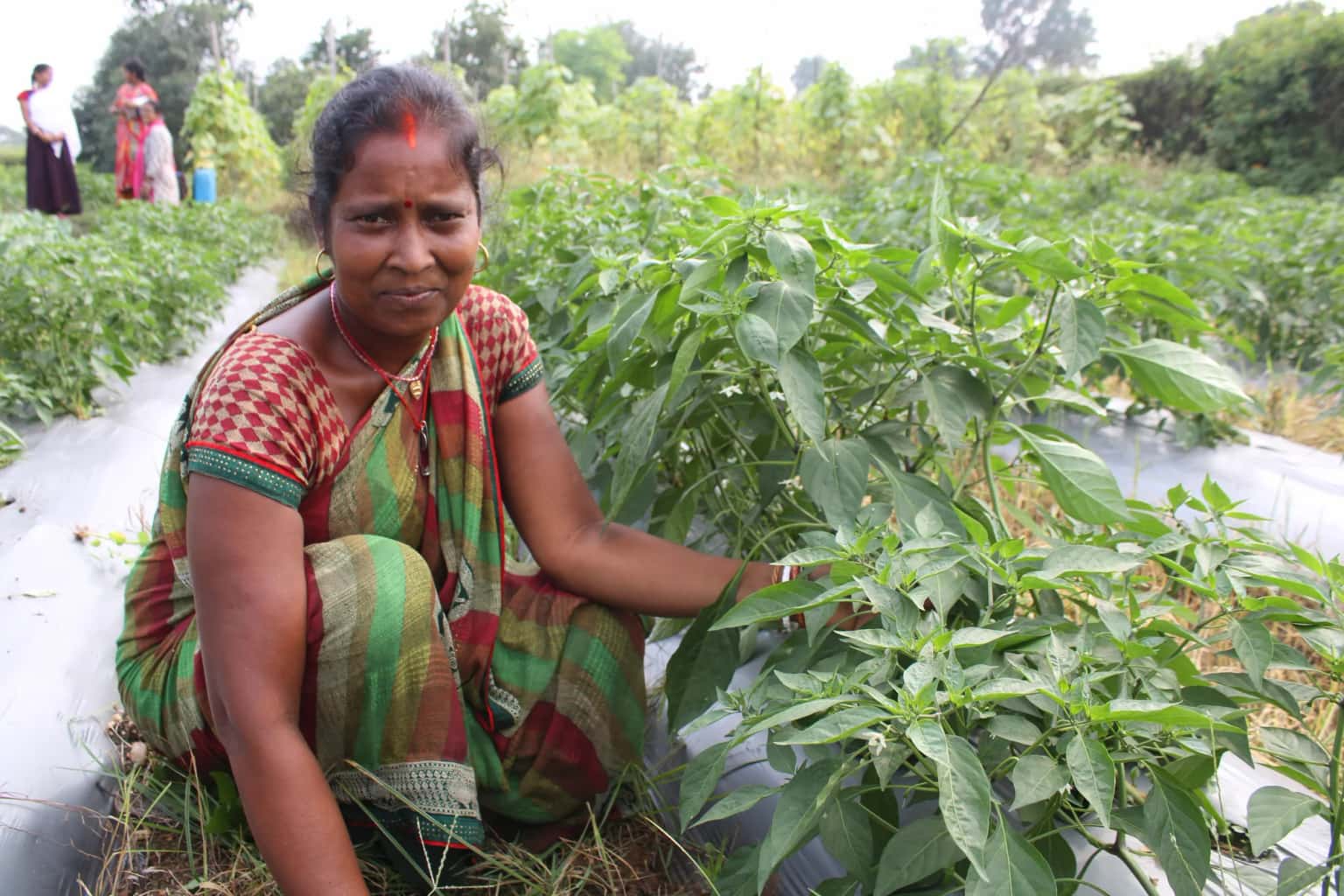 Agriculture, Food Security & Nutrition